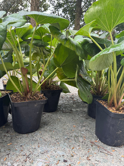 Farfugium japonicum ‘Gigantea’
