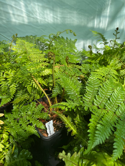 Cyathea medullaris medium