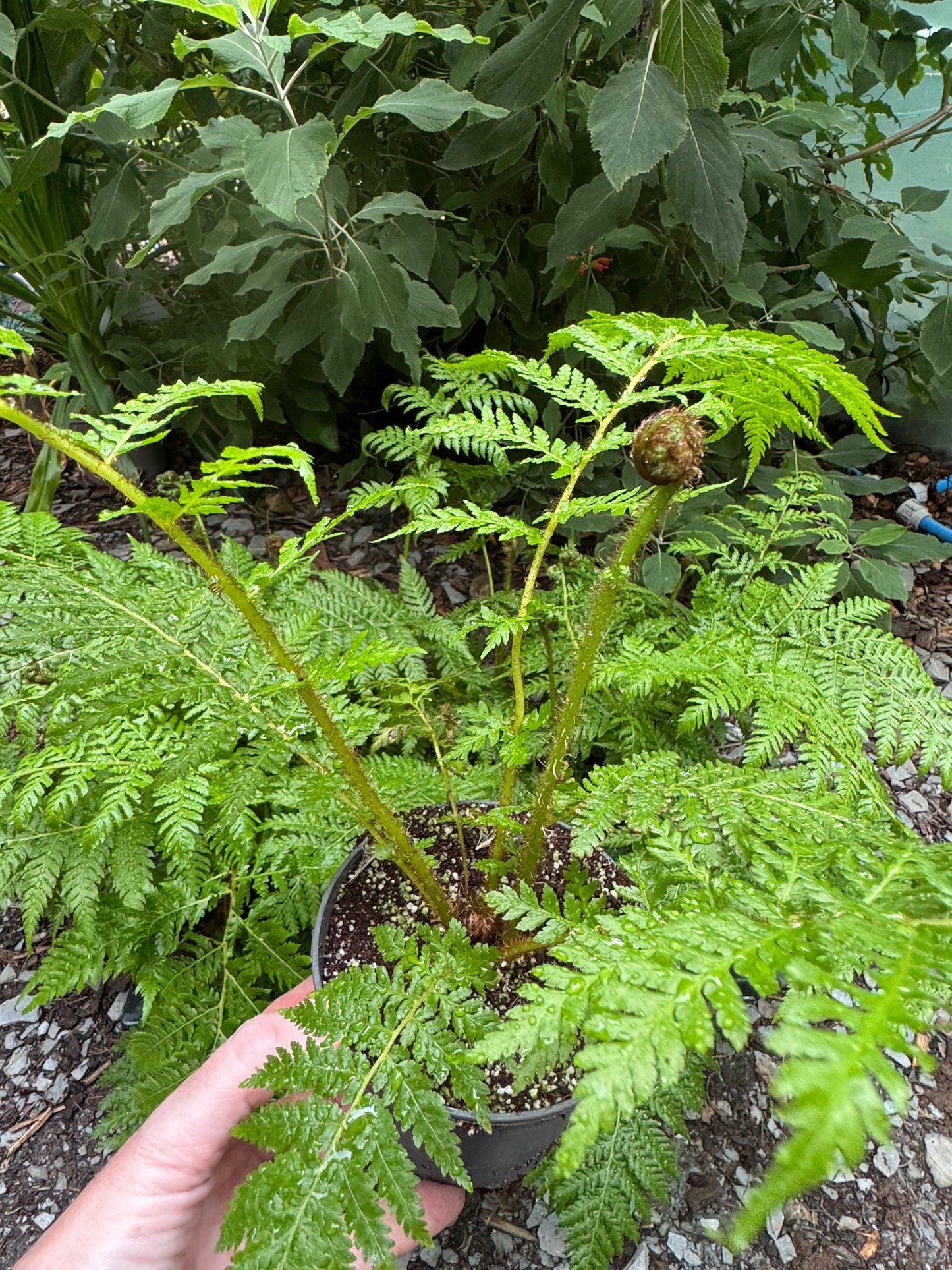 Cyathea lepifera (syn. Sphaeropteris lepifera) – Flying Spider-monkey Tree Fern