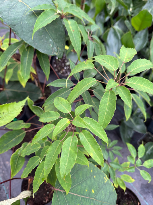 Schefflera fantsipanensis