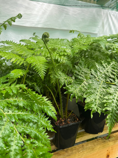 Cyathea × 'Aussie Larrikin' (Little Aussie Larrikin Tree Fern) 3 litre pot