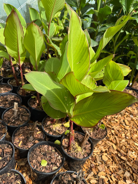 Canna musifolia 'Grande'