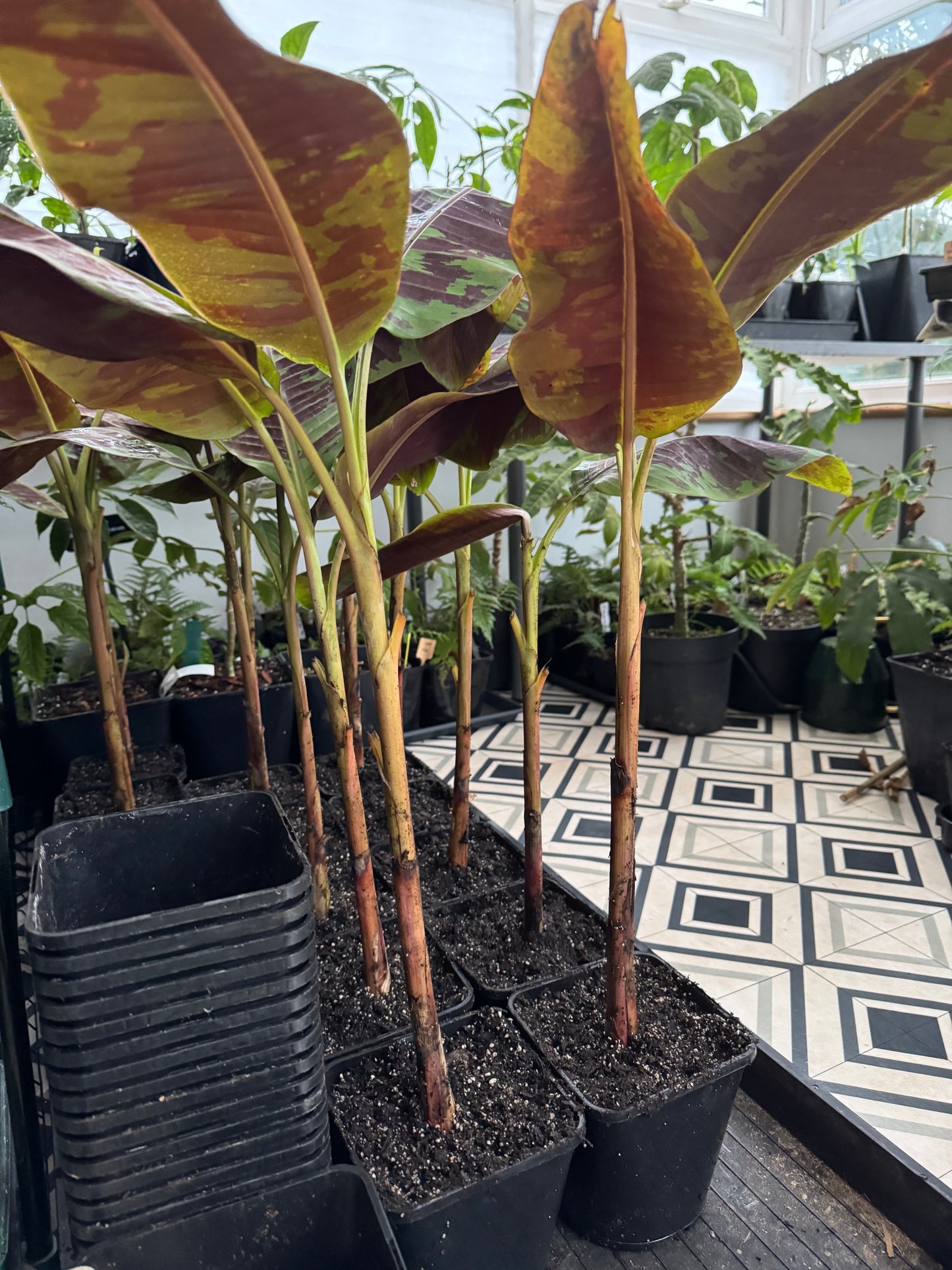 Musa acuminata 'Zebrina'