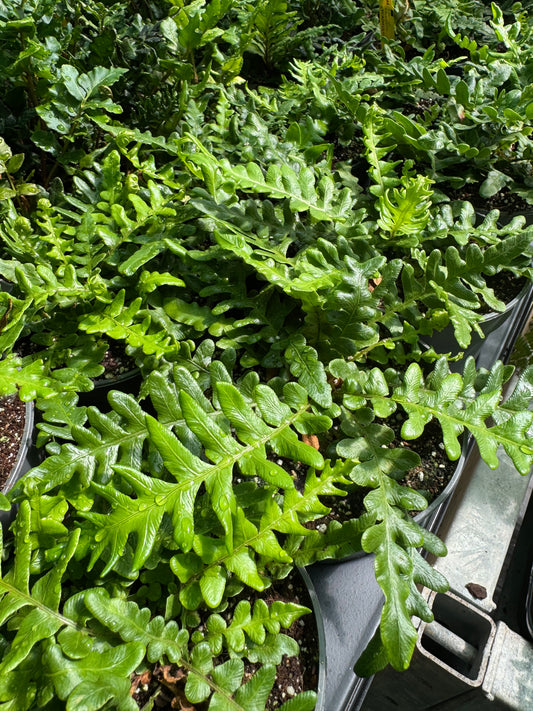Blechnum cycadifolium – The Cycad-Leaved Tree Fern