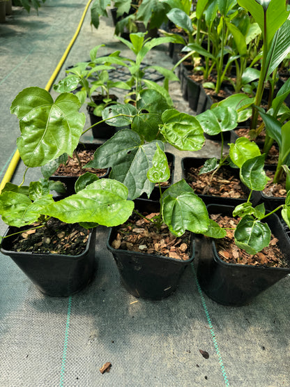 Fatsia polycarpa 'Megafatsia'