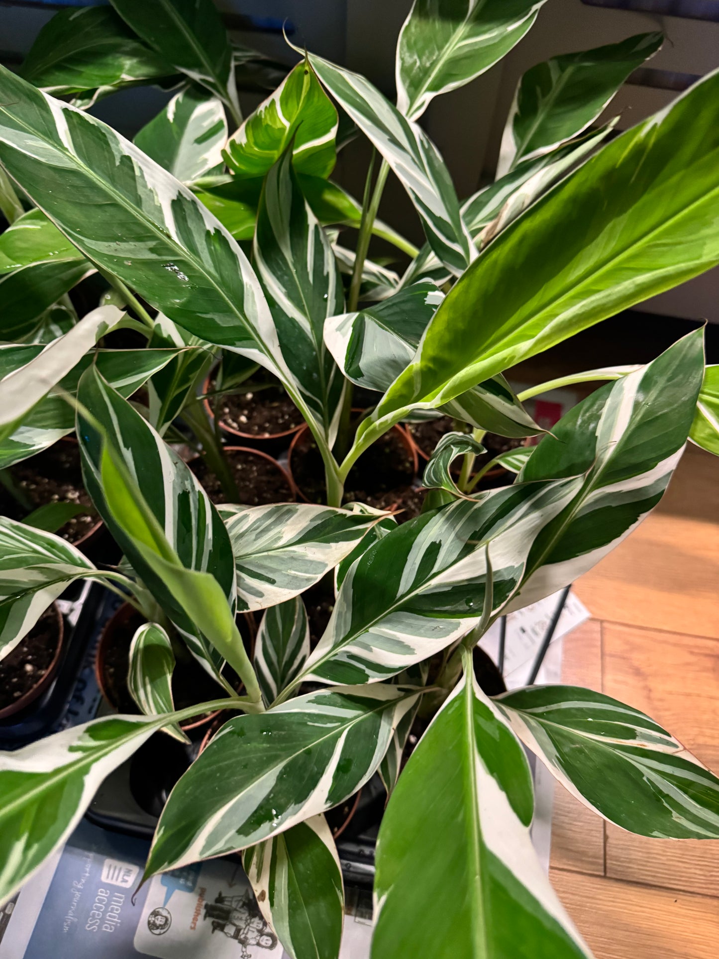 Musa ‘Florida’ – The Resilient Choice for Rare Plant Lovers.