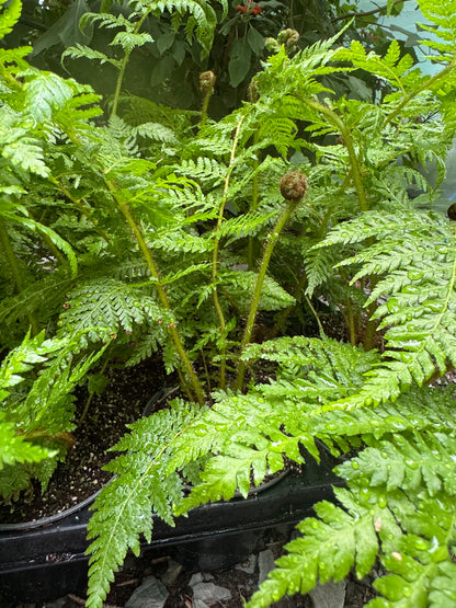 Cyathea lepifera (syn. Sphaeropteris lepifera) – Flying Spider-monkey Tree Fern