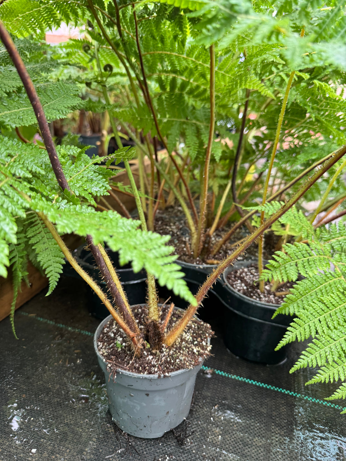 Cyathea medullaris 12cm pot