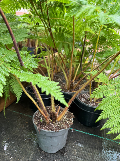 Cyathea medullaris 12cm pot