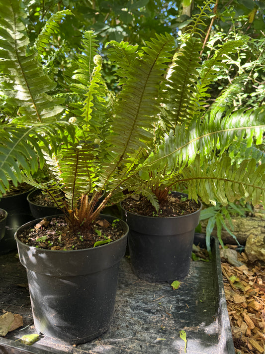 Blechnum discolor