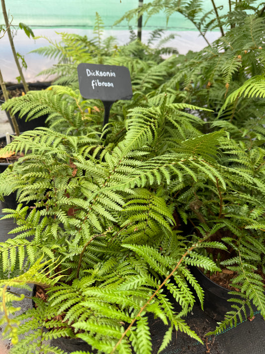 Dicksonia fibrosa Tree fern large