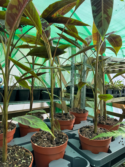 Musa acuminata 'Zebrina'