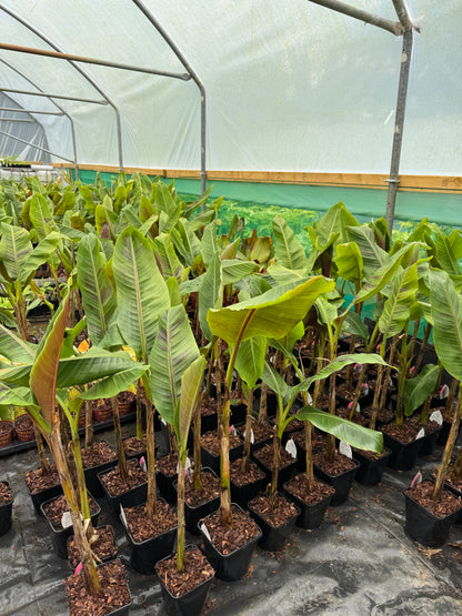 Musa Sikkimensis Red Tiger (Large)