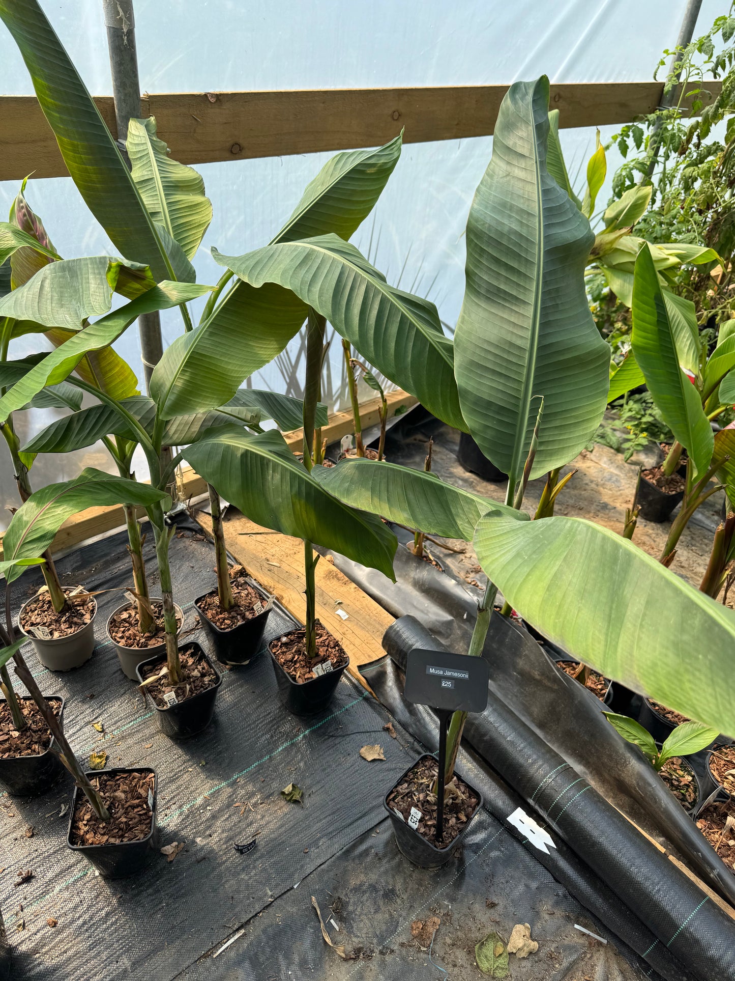 Musa sp Jamesonii