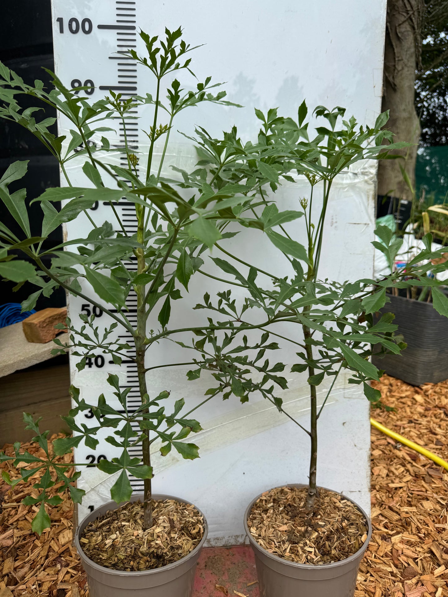 Cussonia cussonic