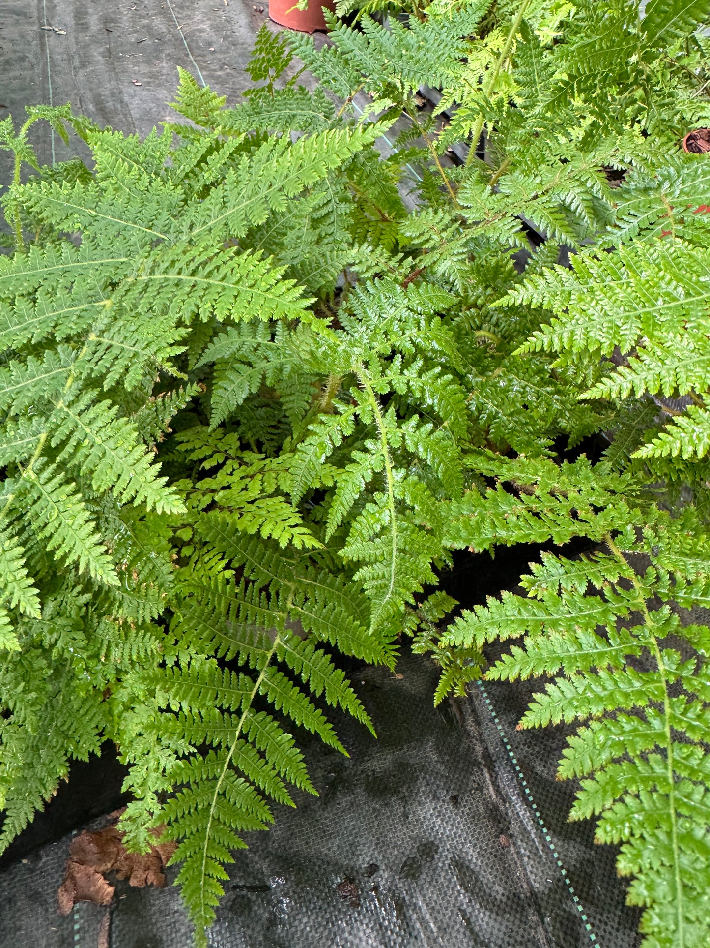 Cyathea medullaris 9cm pot
