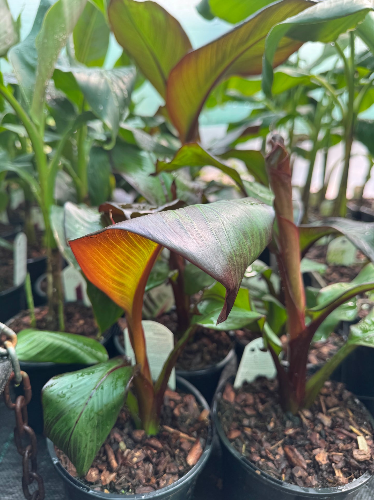 Ensete ventricosum maurelii 2 litres