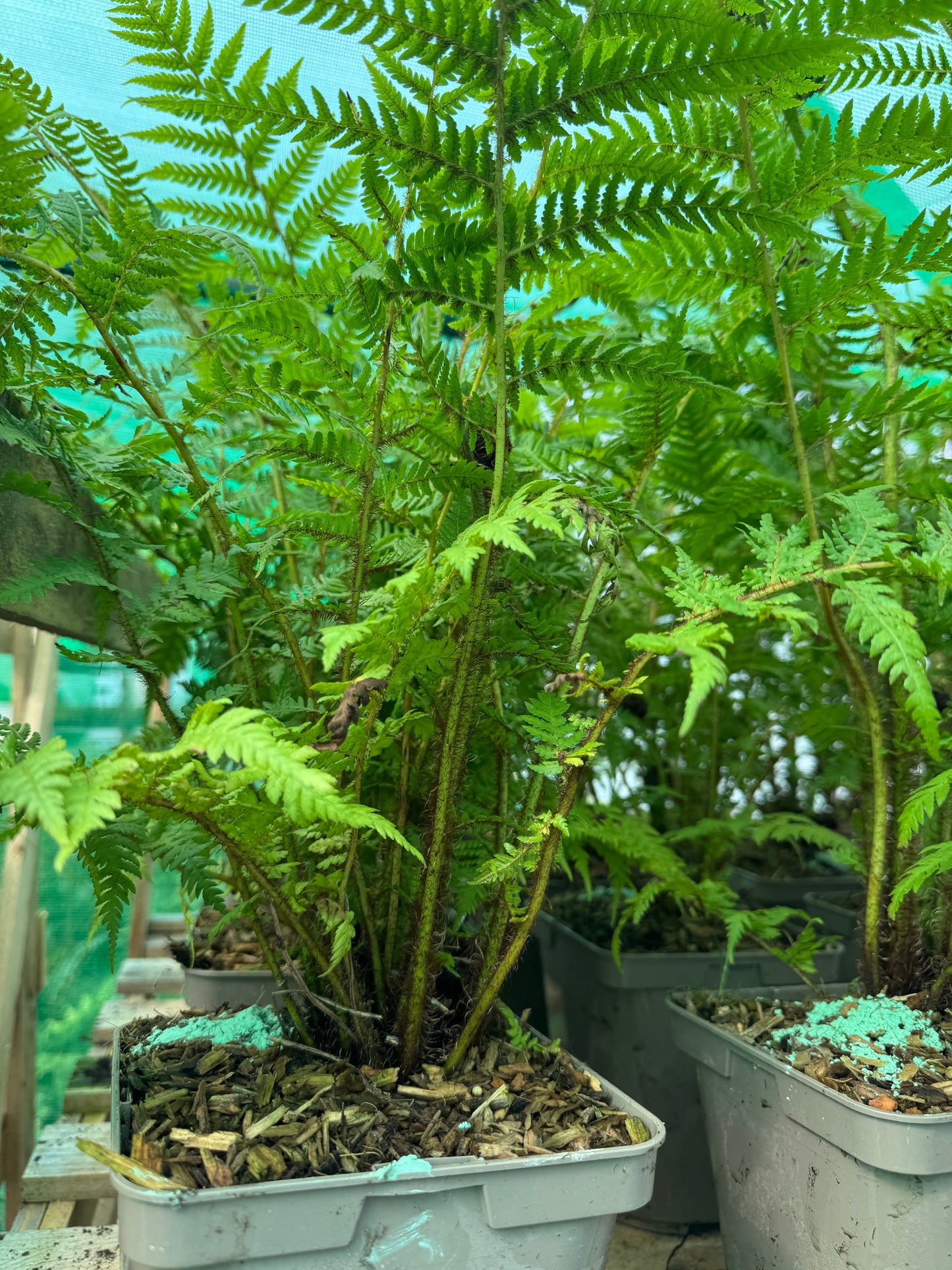 Medium Cyathea cooperi – Tree fern