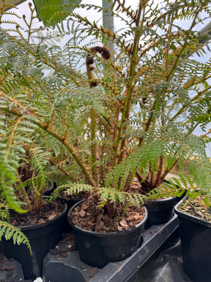 Cyathea highland lace large