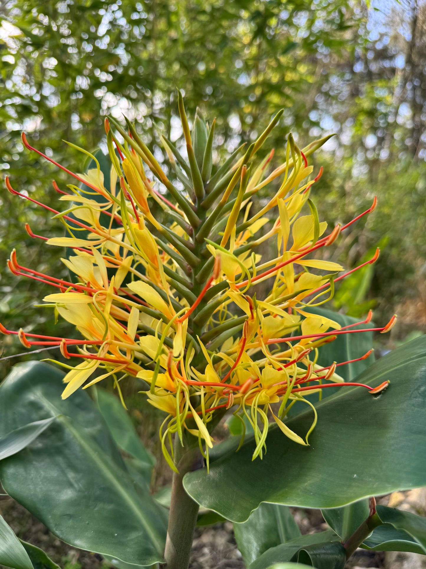 Hedychium gardnerianum