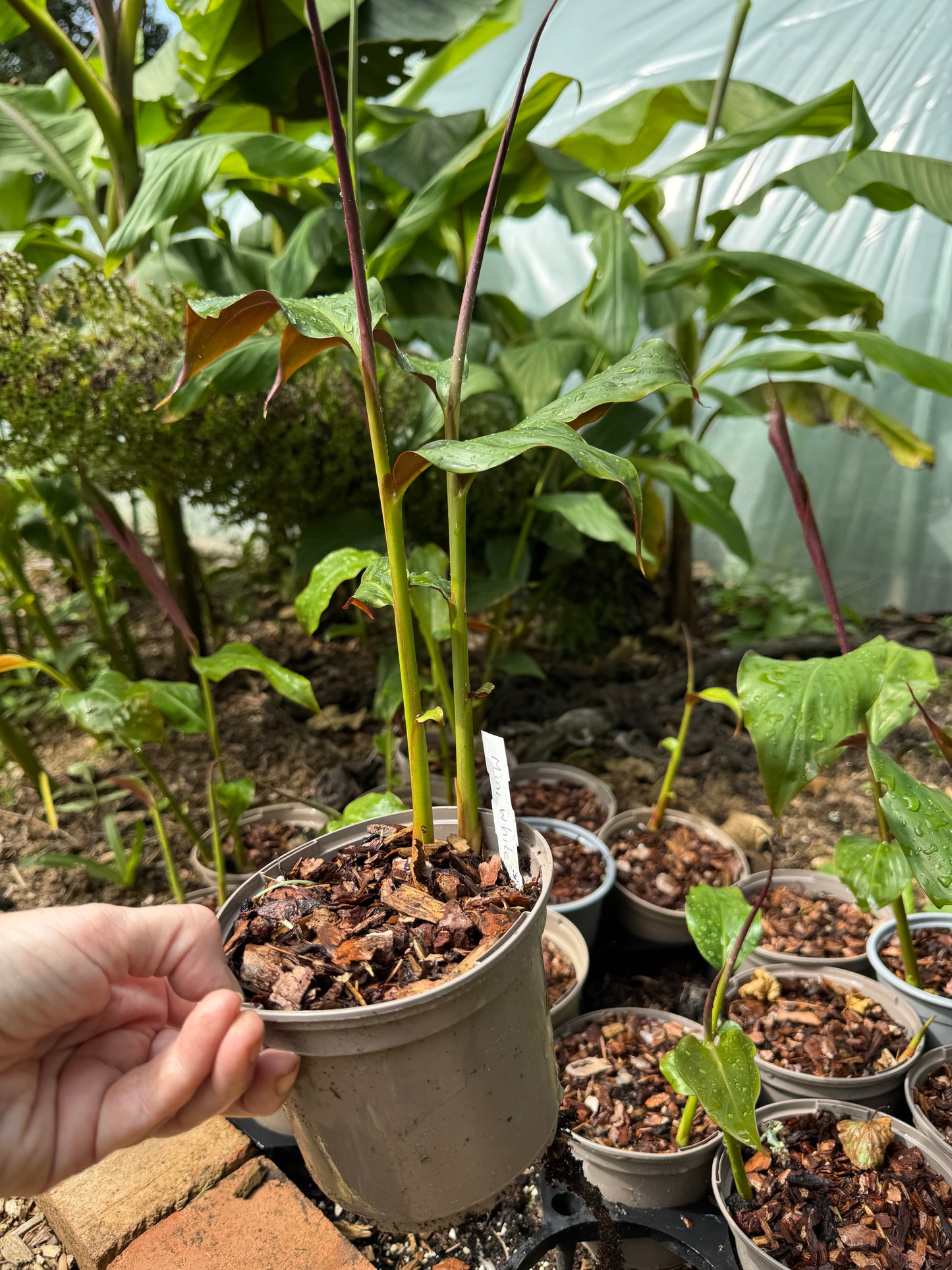 Hedychium ‘Mini White’ – Rare Dwarf Hardy Ginger