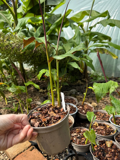 Hedychium ‘Mini White’ – Rare Dwarf Hardy Ginger