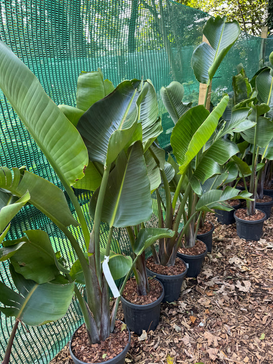 Strelitzia augusta