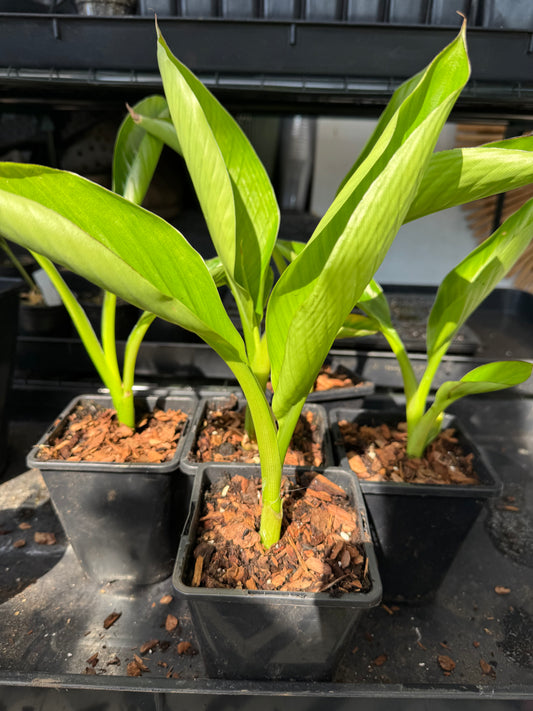 Ensete ventricosum 'Hiniba'