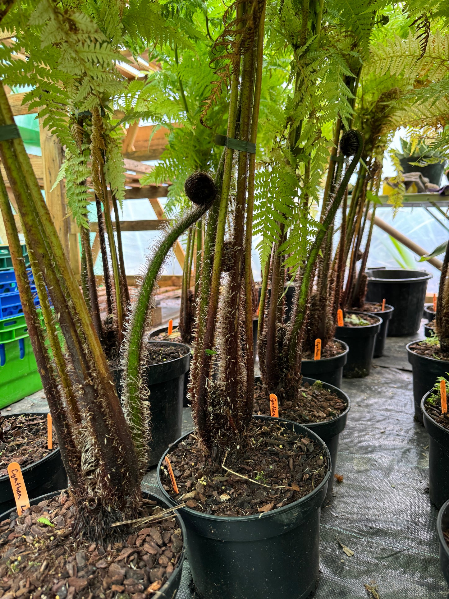 Cyathea lunulata (Sphaeropteris lunulata)