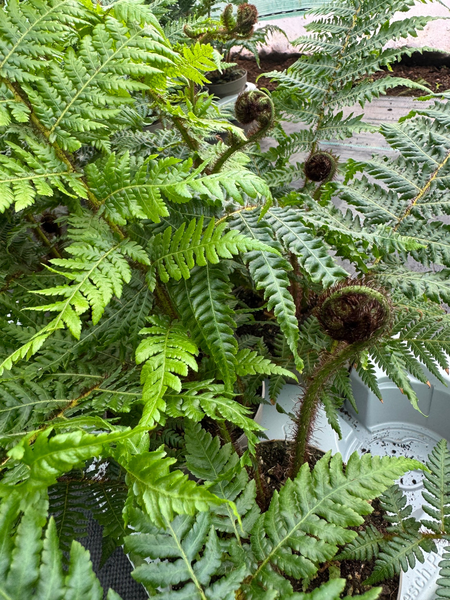 Small Cyathea cooperi – Tree fern