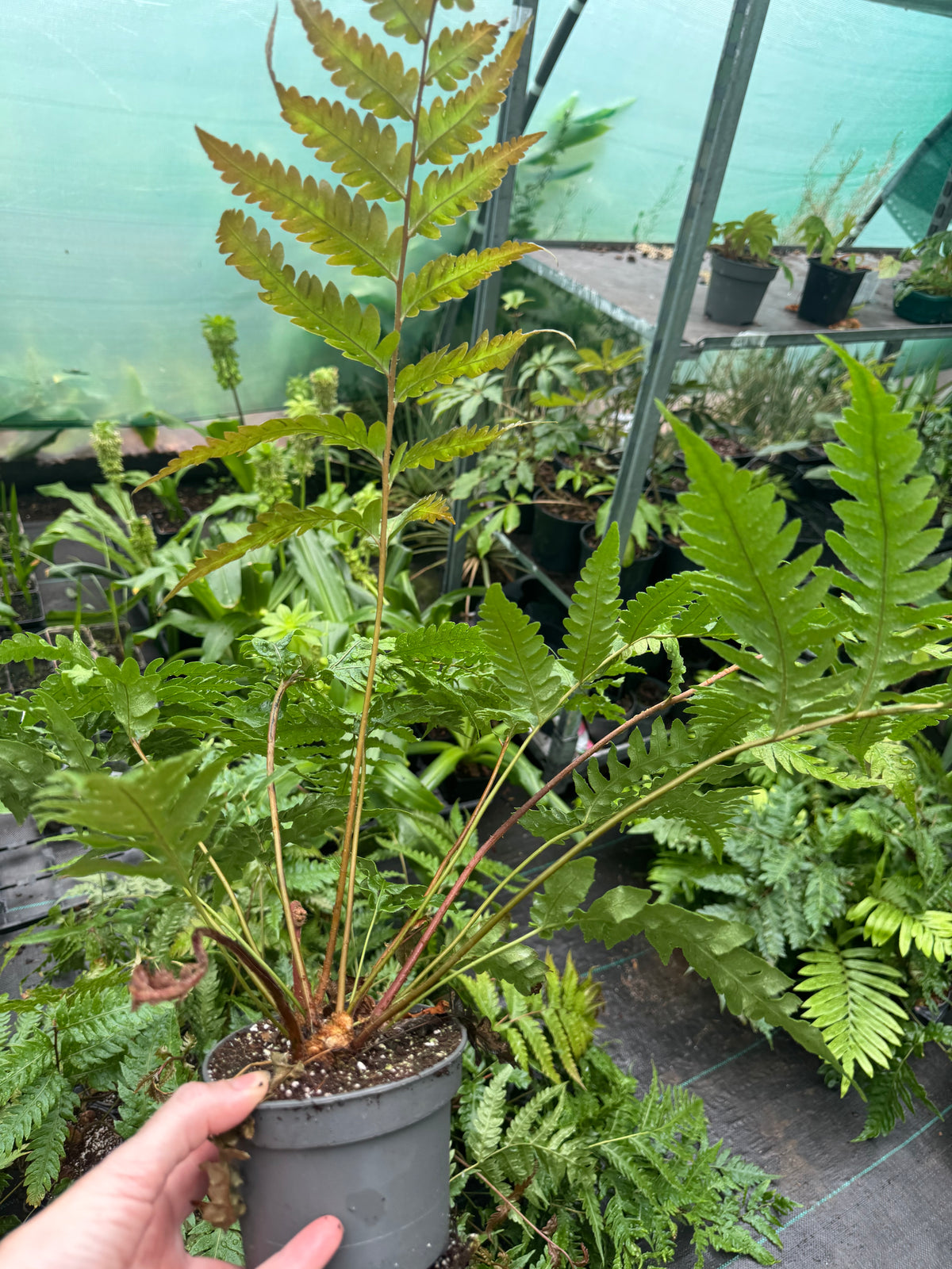 Woodwardia unigemmata (Jewelled Chain Fern)