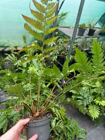 Woodwardia unigemmata (Jewelled Chain Fern)