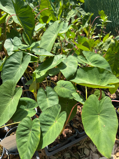 Colocasia Pink China small