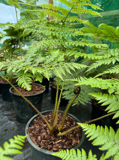 Cyathea medullaris large