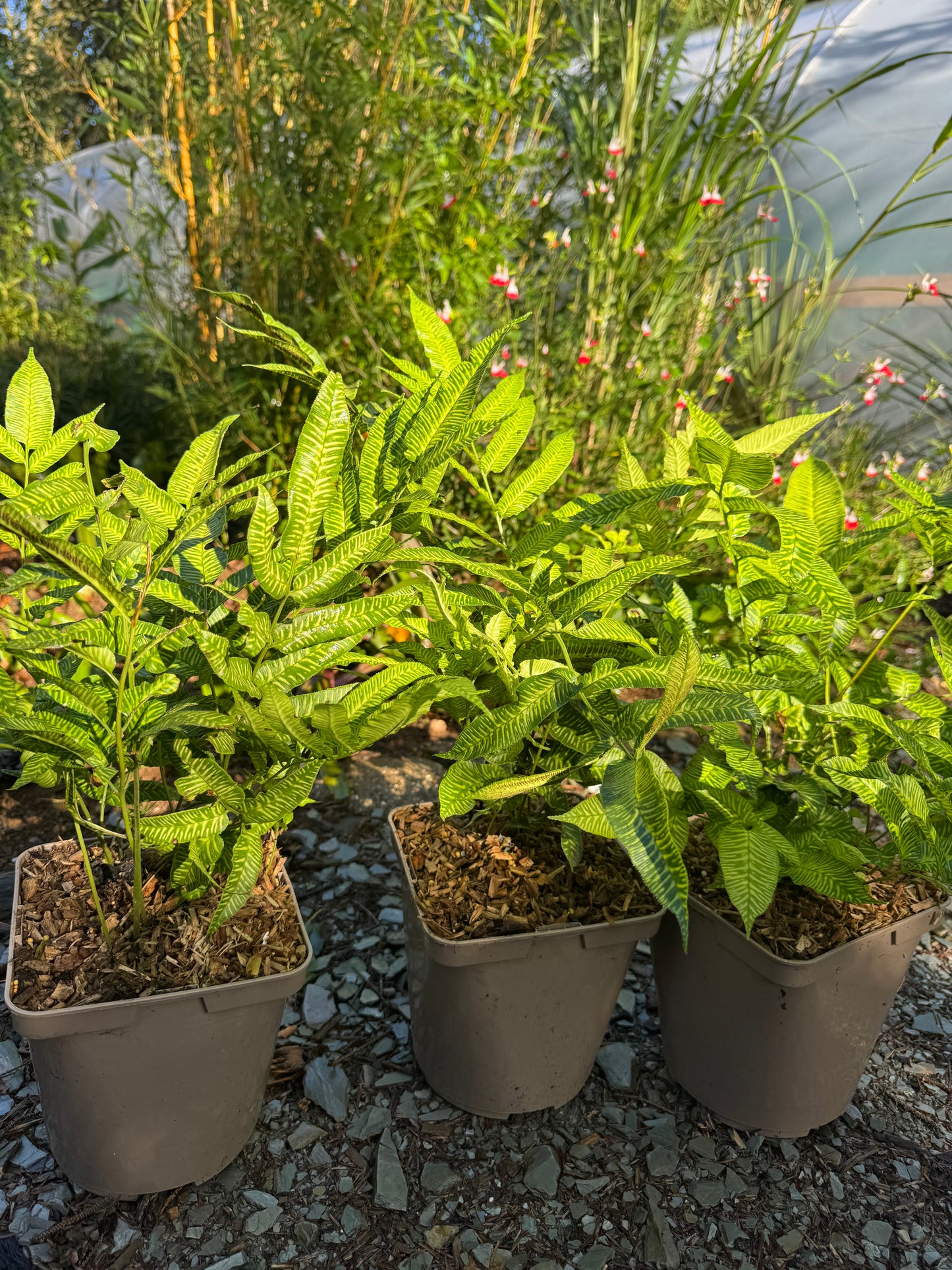 Coniogramme emeiensis