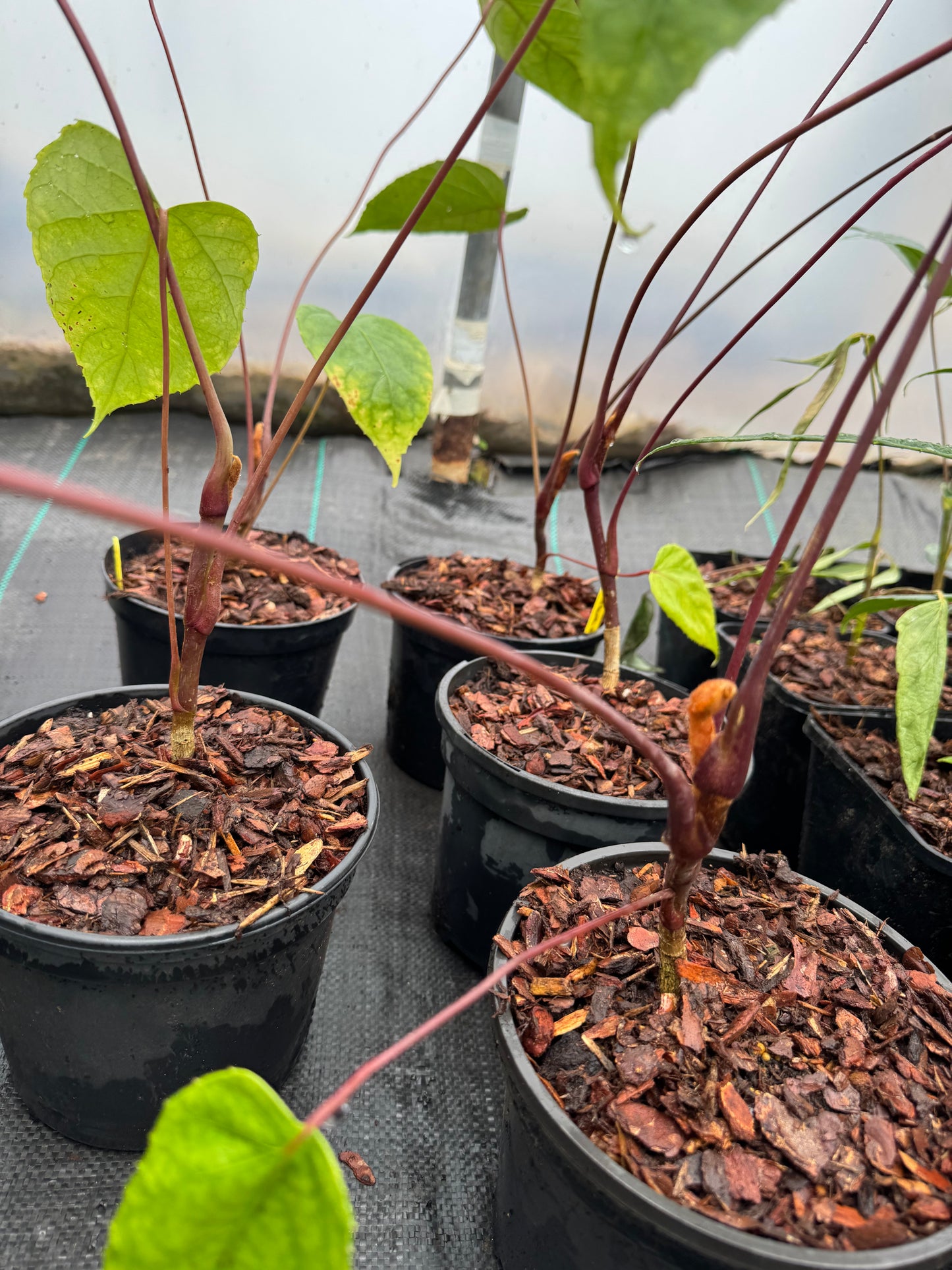 Schefflera macrophylla
