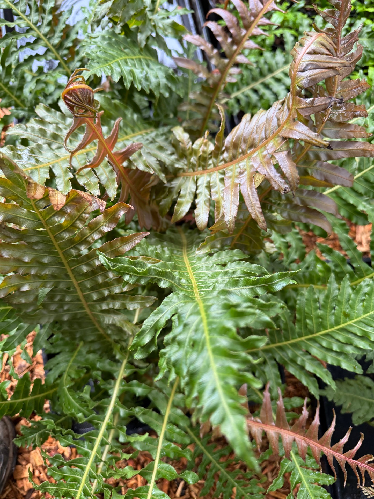 Blechnum brasiliense 'Volcano'