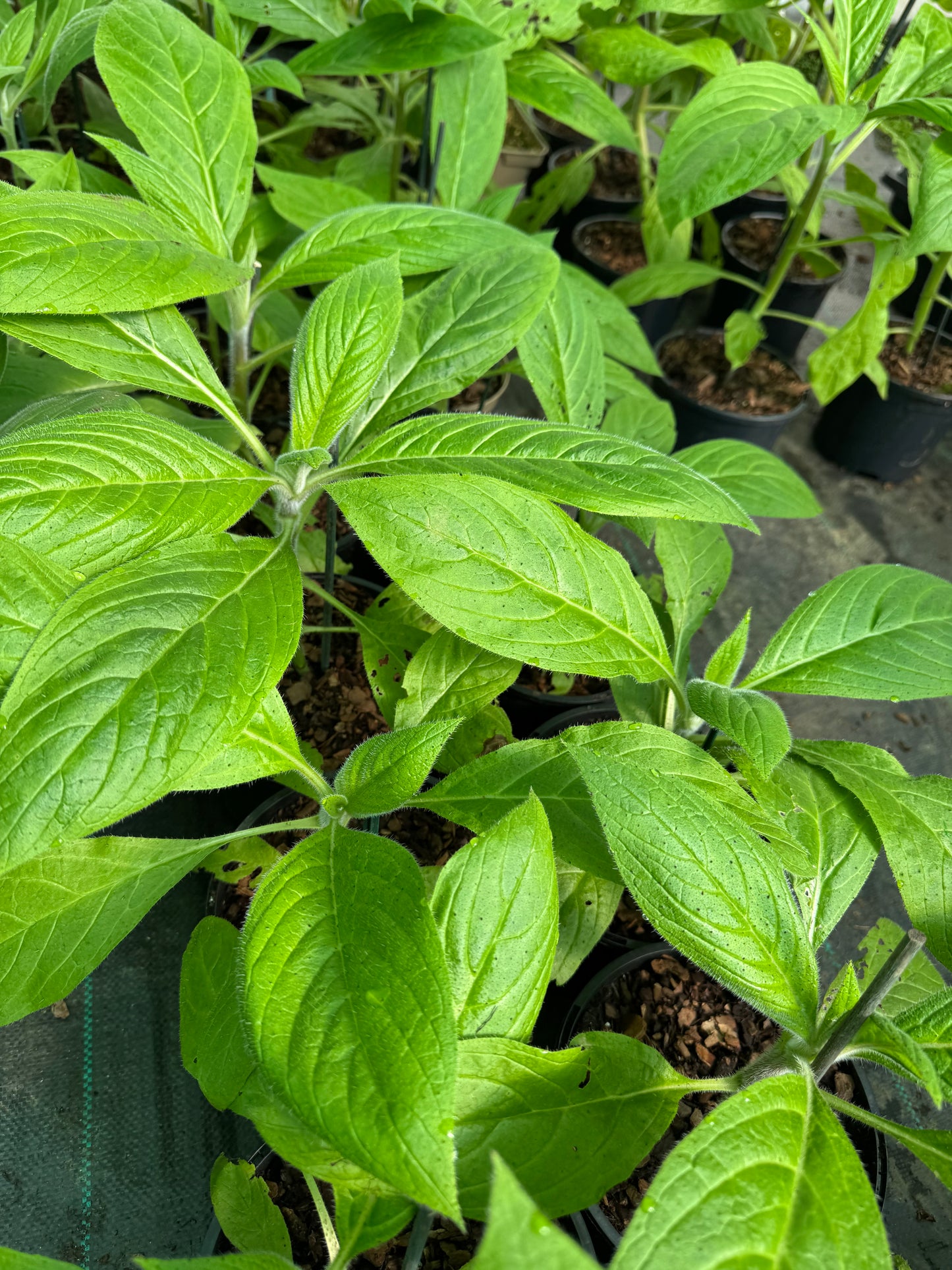 Echium Pininana - Blue Steeple  Large