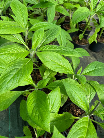 Echium Pininana - Blue Steeple  Large