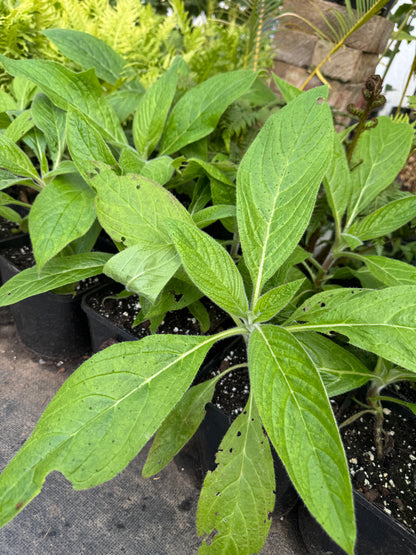 Echium Pininana - Blue Steeple  Large