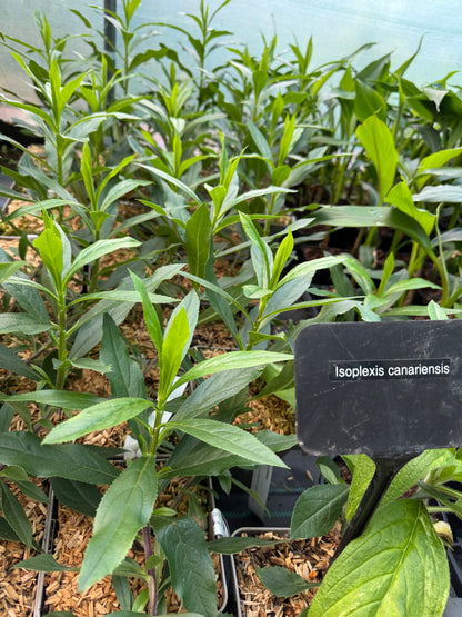 Isoplexis Canariensis 3 litre