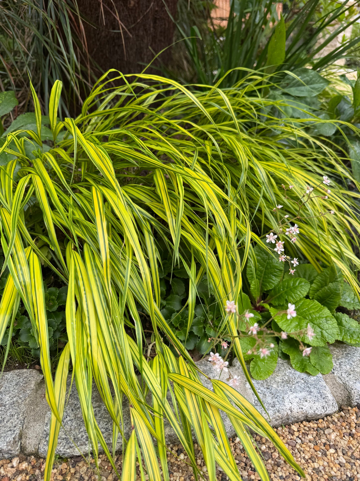 Hakonechloa 'Albostriata'