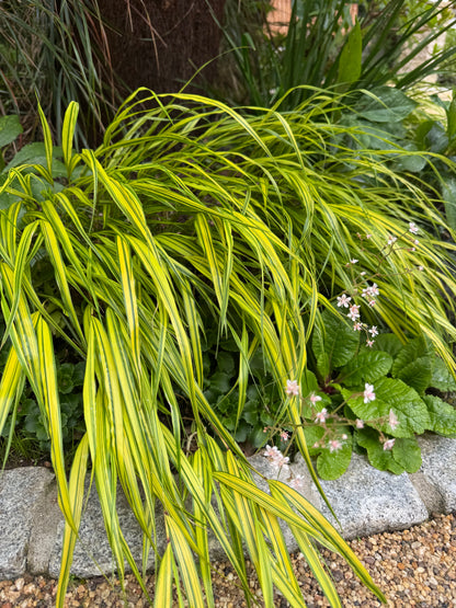 Hakonechloa 'Albostriata'