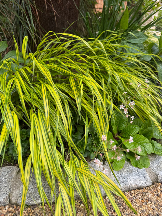 Hakonechloa 'Albostriata'