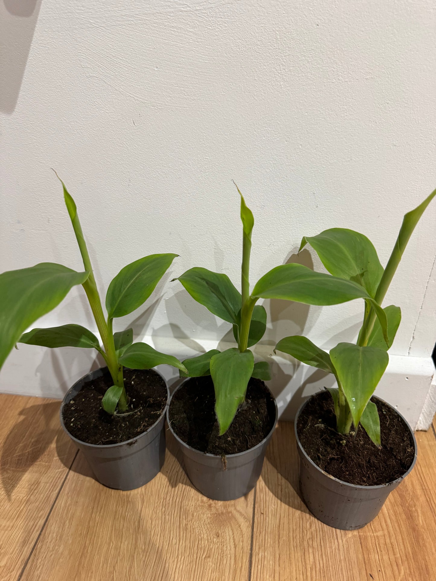 10.5cm pot Musa basjoo