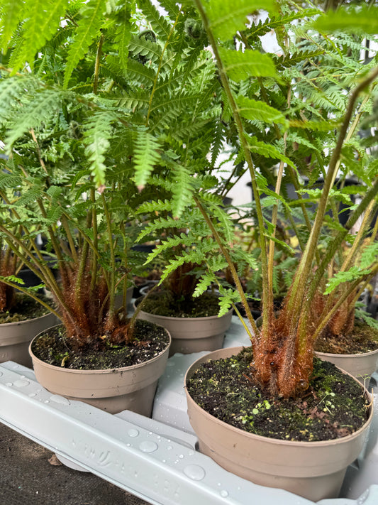 Dicksonia antarctica ( mini trunks )