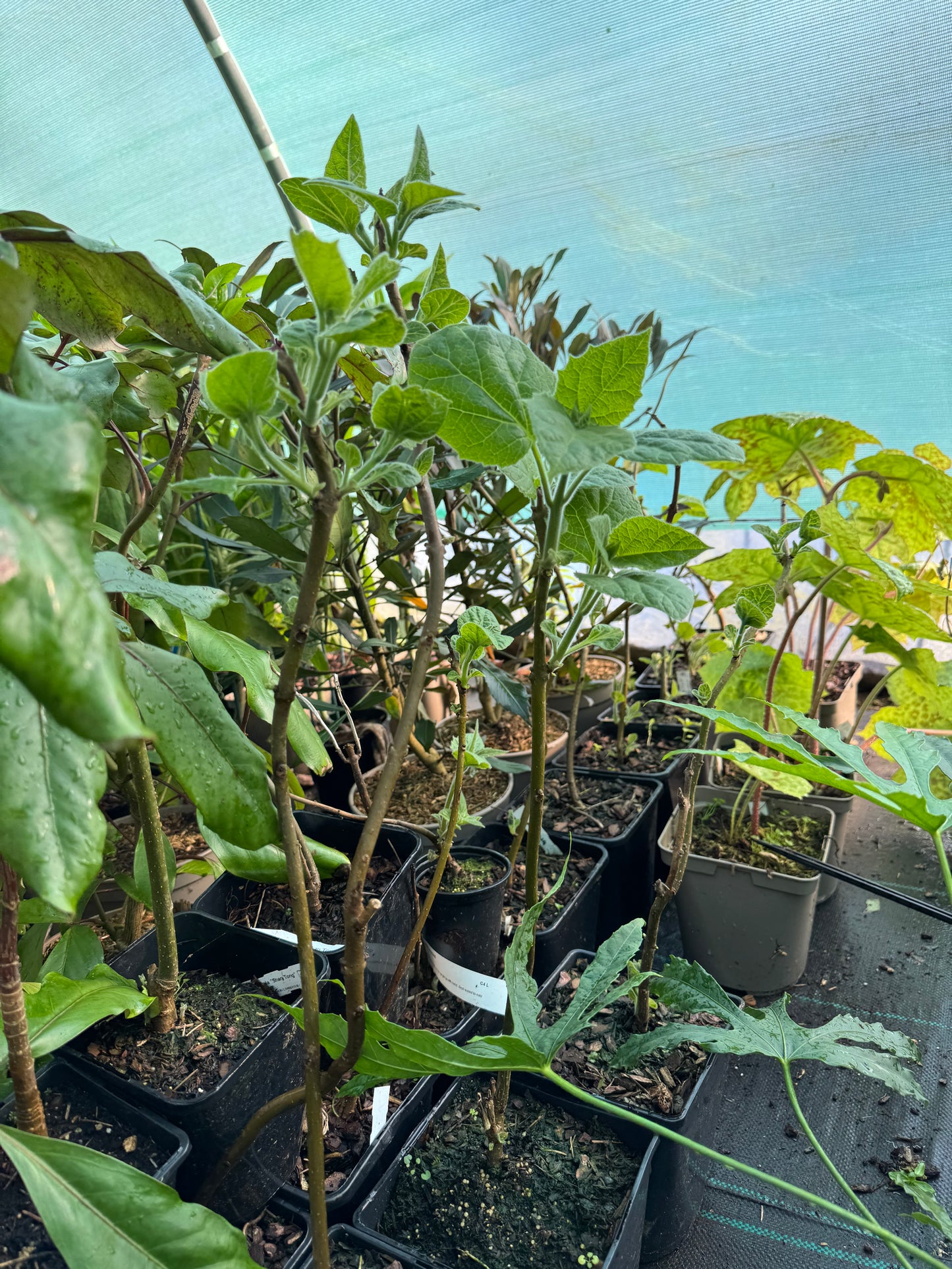 Paulownia tomentosa