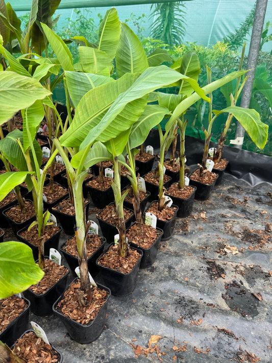 Musa x chiliocarpa