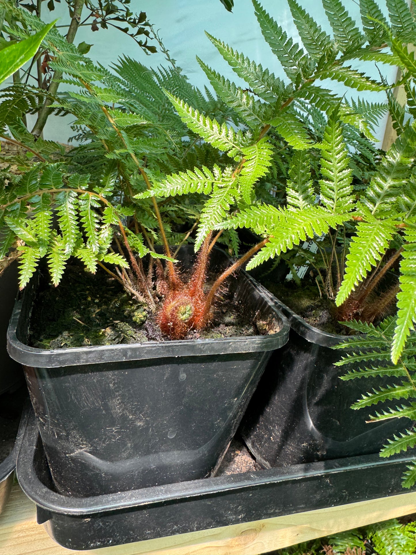 Dicksonia fibrosa Tree fern medium