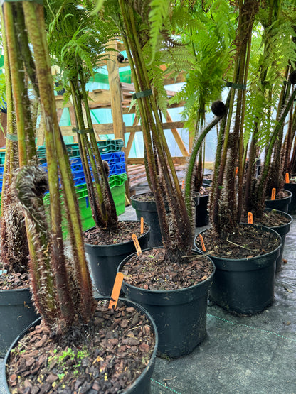 Cyathea lunulata (Sphaeropteris lunulata)